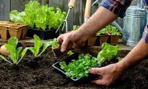 construir una huerta en tu casa ...