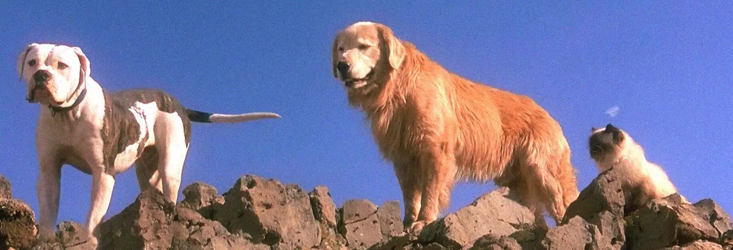 De vuelta a casa, un viaje increíble (1993) - Película eCartelera