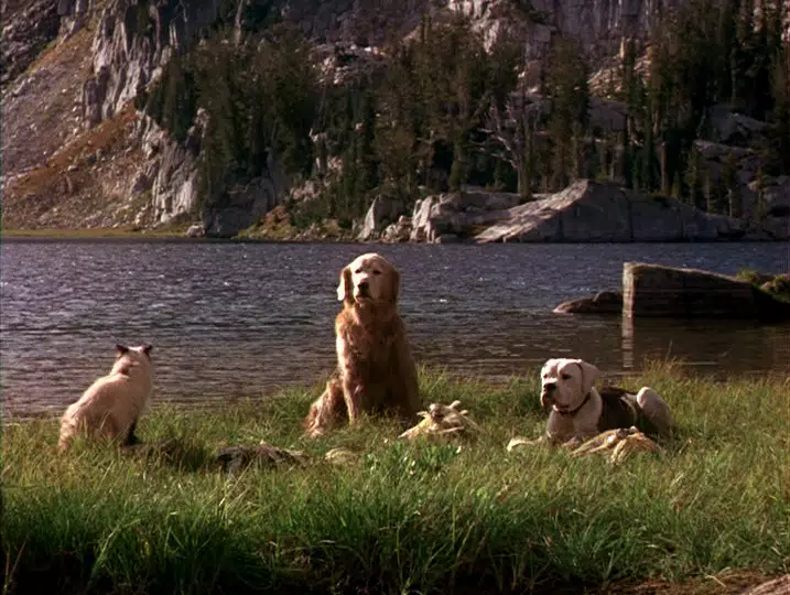 These Animals Talk! Marathon: Homeward Bound: The Incredible Journey (1993)  | Bill's Movie Emporium