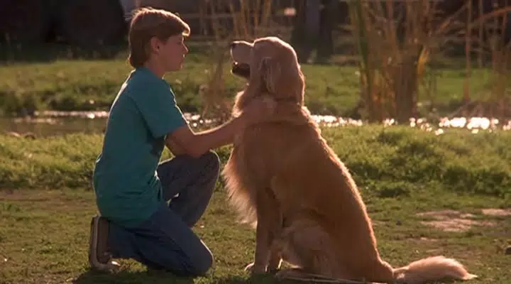ESP/ENG] De Vuelta a Casa: Un Viaje Increíble “Mi Opinión” / Homeward  Bound: The Incredible Journey 