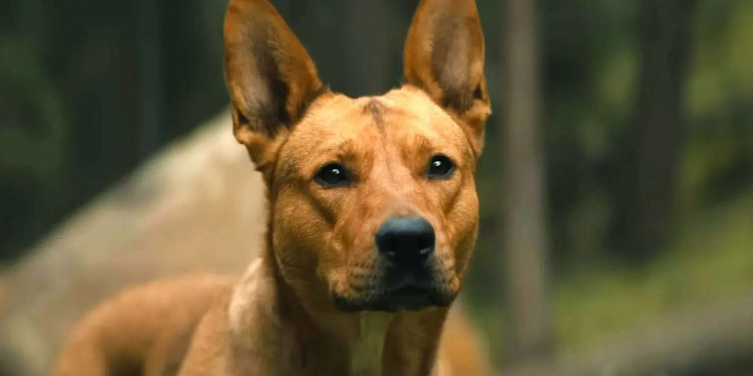 Prey: Dog Star's Former Animal Shelter Celebrates Her Role in Predator Film