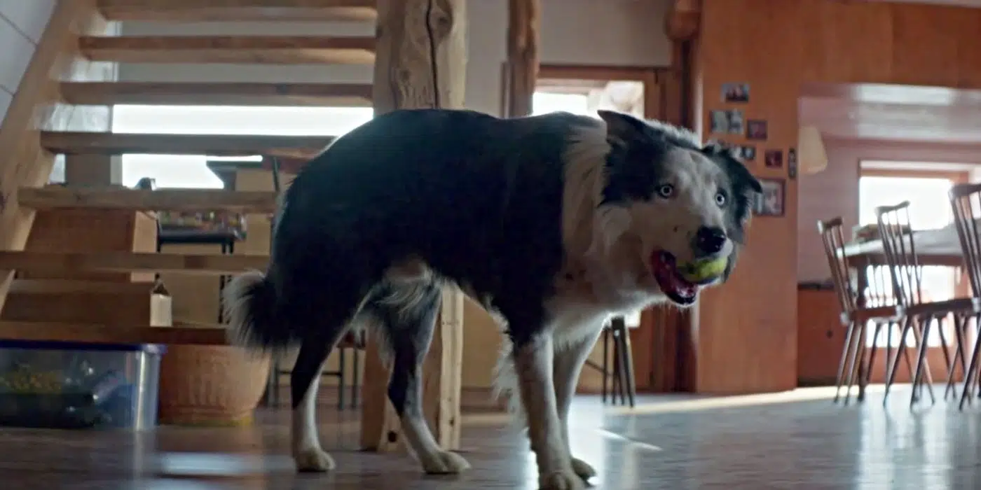 Anatomy of a Fall' Has One of the Best Animal Performances Ever