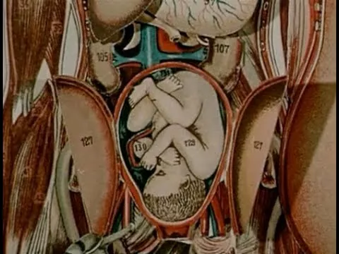 Jan Švankmajer Historia Naturae, Suita 1967
