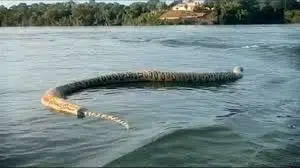 Impactantes imágenes de una serpiente gigante flotando en un lago se viralizan en redes| Red Uno de Bolivia