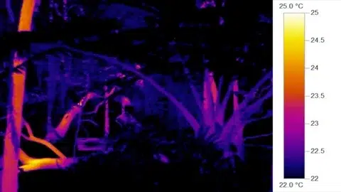 IR Infra-red heat vision - tracking botanical jungle vegetation at night