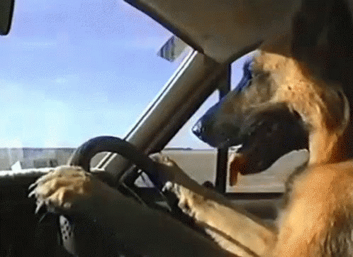 Funny Animals Dogs GIF - Funny Animals Dogs Dog Driving - Discover & Share  GIFs