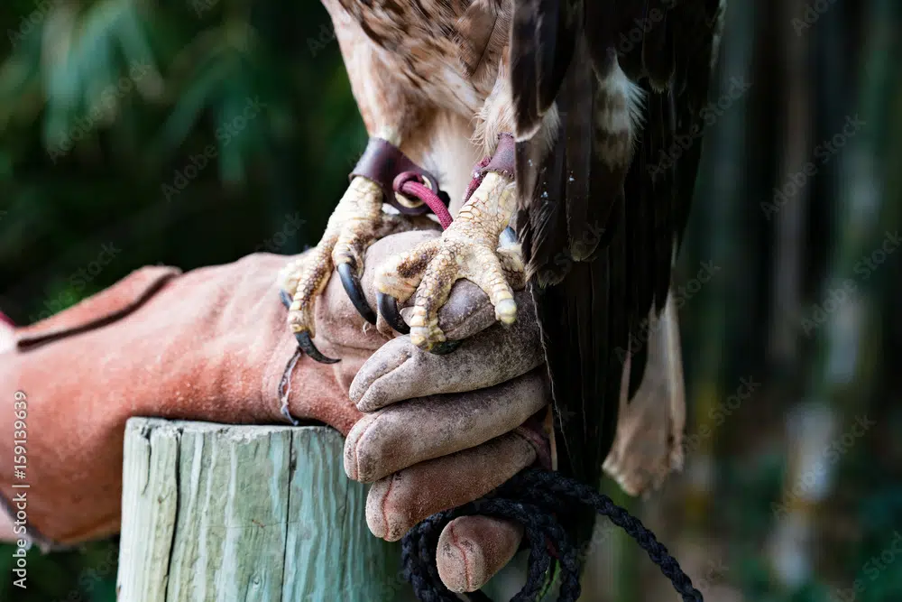 Falconry Jesses on Red Tailed Hawk Stock Photo | Adobe Stock