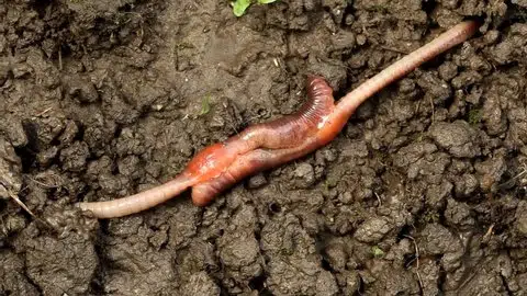 apareamiento de lombrices de tierra. Reproducción