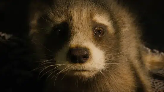 Guardians Of The Galaxy Vol. 3: En busca del propósito
