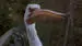 Jumanji Pelican