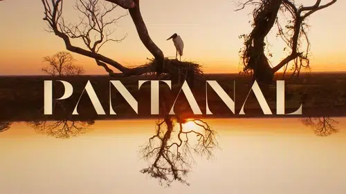 Vem aí: PANTANAL! A maior força da natureza é o amor 🐆 | TV Globo