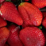 strawberryobserver_peliplat