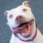 Colecionando emoções com Charlie