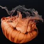 Juandelastazanas