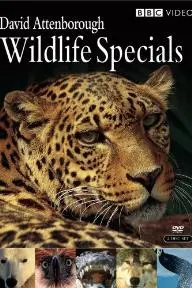 Wildlife Specials_peliplat