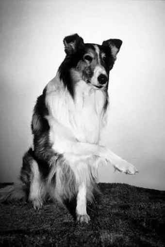 Lassie the Dog_peliplat