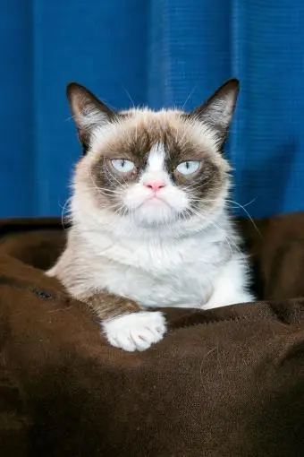 Grumpy Cat_peliplat