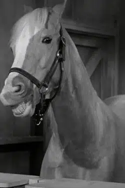 Mister Ed