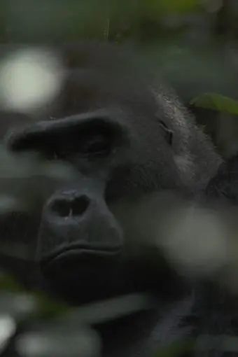 Gorillas of Gabon_peliplat