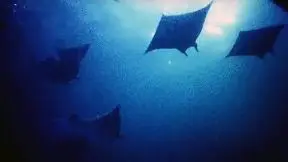 Filming Hundreds Of Mobula Rays At Night | Blue Planet II Behind The Scenes_peliplat