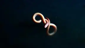 Eel Suffers Toxic Shock From Brine Pool | Blue Planet II_peliplat