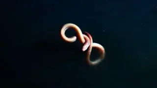 Eel Suffers Toxic Shock From Brine Pool | Blue Planet II_peliplat