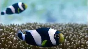 Incredible Teamwork From Little Clownfish | Blue Planet II_peliplat