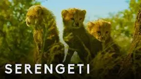 Serengeti: First Look Trailer | New John Boyega Series | BBC Earth_peliplat