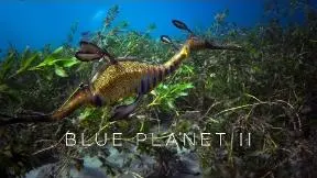 Blue Planet II: Official Trailer_peliplat