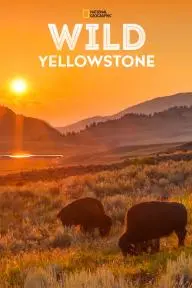 Wild Yellowstone_peliplat