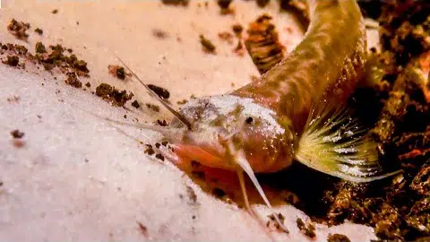 Pink Catfish Discovered In Mountain Cave | The Dark: Nature's Nighttime World | BBC Earth