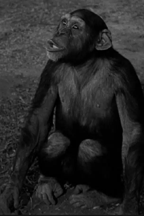 Tamba