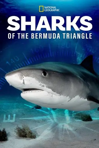Sharks of the Bermuda Triangle_peliplat