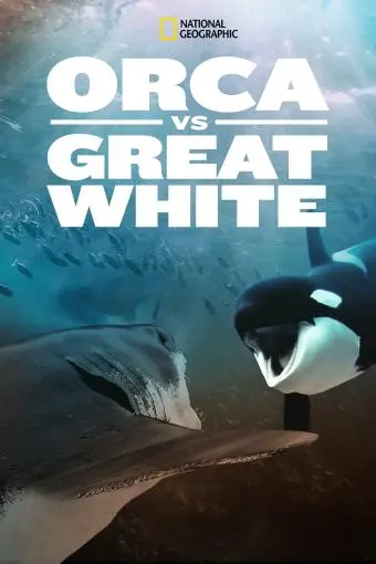 Orca vs. Great White_peliplat