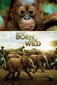 Born to Be Wild_peliplat