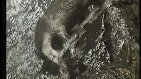 Tarka the Otter (1979) Rank/Thorn EMI Home Video Australia Trailer
