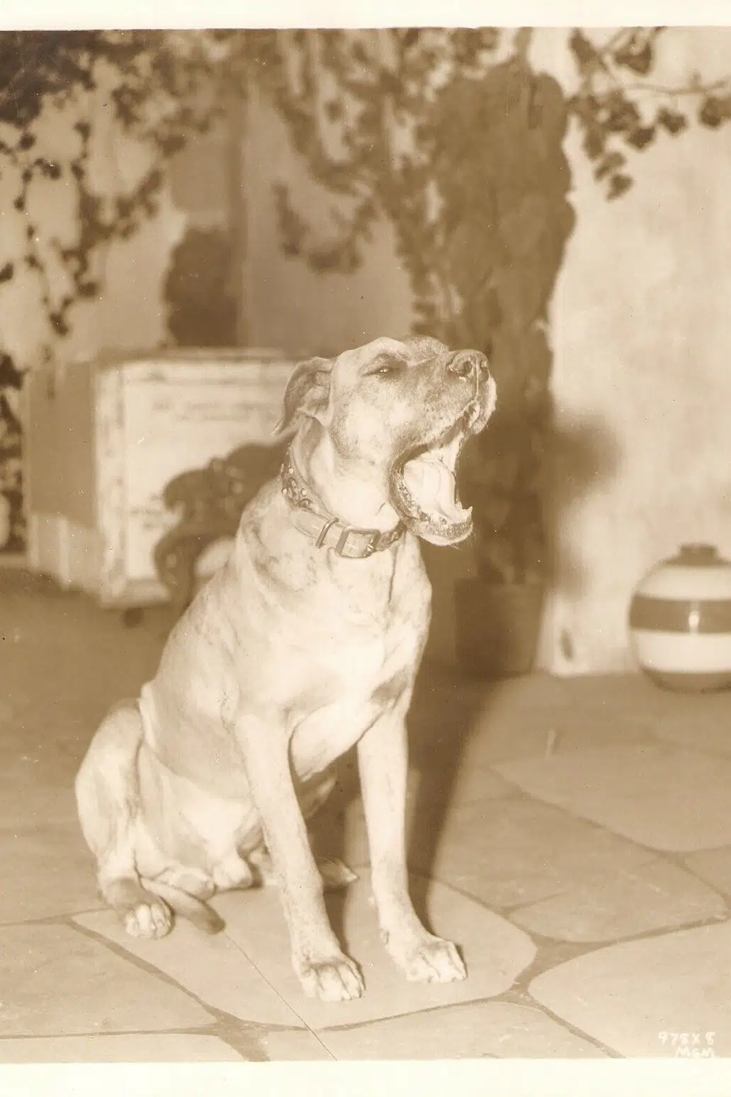 Von the Dog