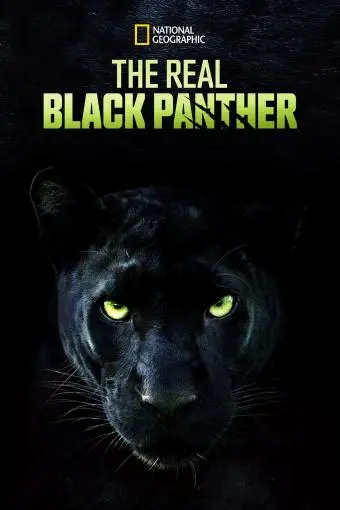 The Real Black Panther_peliplat
