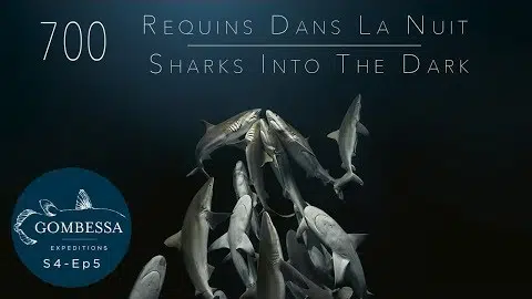 Gombessa 4 - 700 requins dans la nuit - Ep05