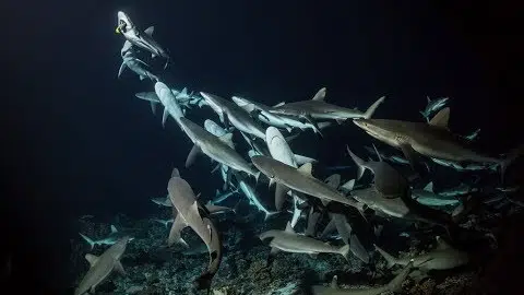 700 Sharks