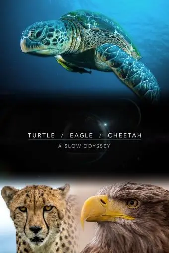 Turtle, Eagle, Cheetah: A Slow Odyssey_peliplat