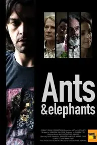 Ants & Elephants_peliplat