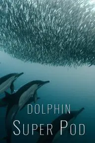 Dolphin Super Pod_peliplat