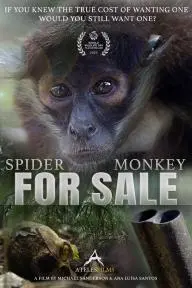 Spider Monkey for Sale_peliplat