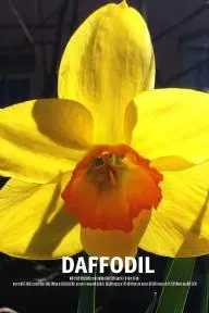 Daffodil_peliplat