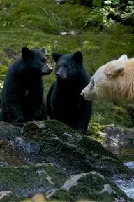 Spirit Bear Family_peliplat