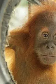 Toward Tomorrow with the Orangutan Conservancy_peliplat