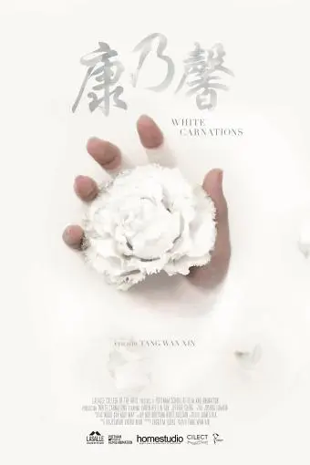 White Carnations_peliplat