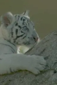The Tiger in the White_peliplat