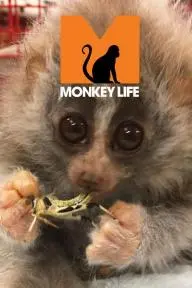 Monkey Life_peliplat